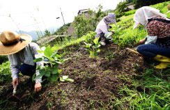 草むしり 草むしり